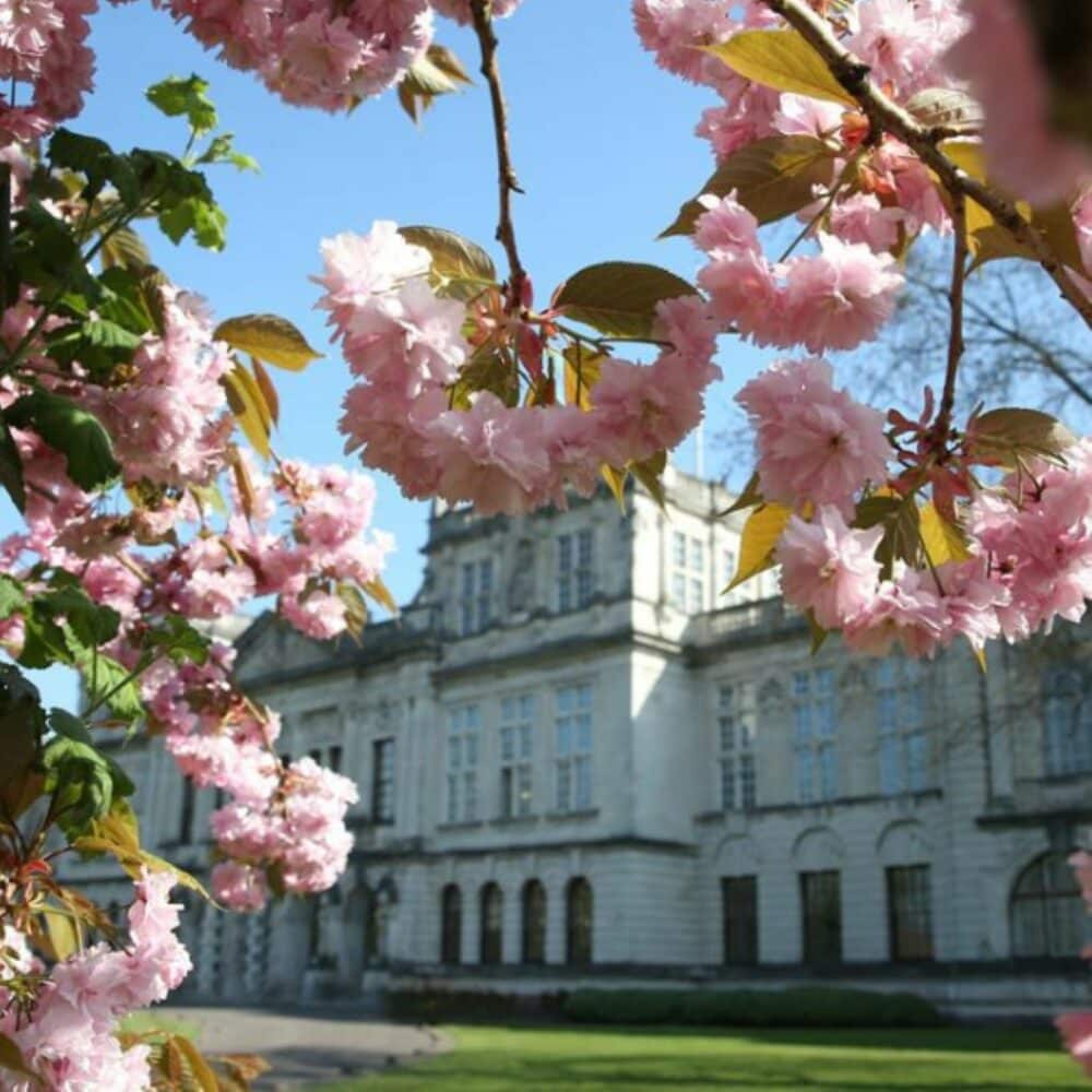 A photo of Cardiff University buildings with tree blossoms in the foreground
